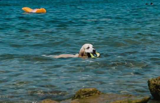 Hund am Gardasee, Italien
